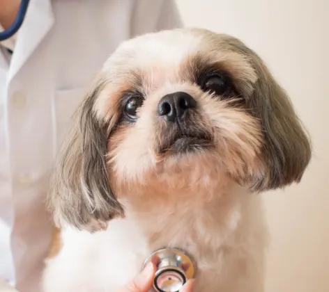 Shih Tzu is getting checked up with a stethoscope by a doctor on a table.